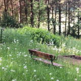 Gartenlesungen - Annette Maria Rieger liest "Der Walder vom Schwarzwald"